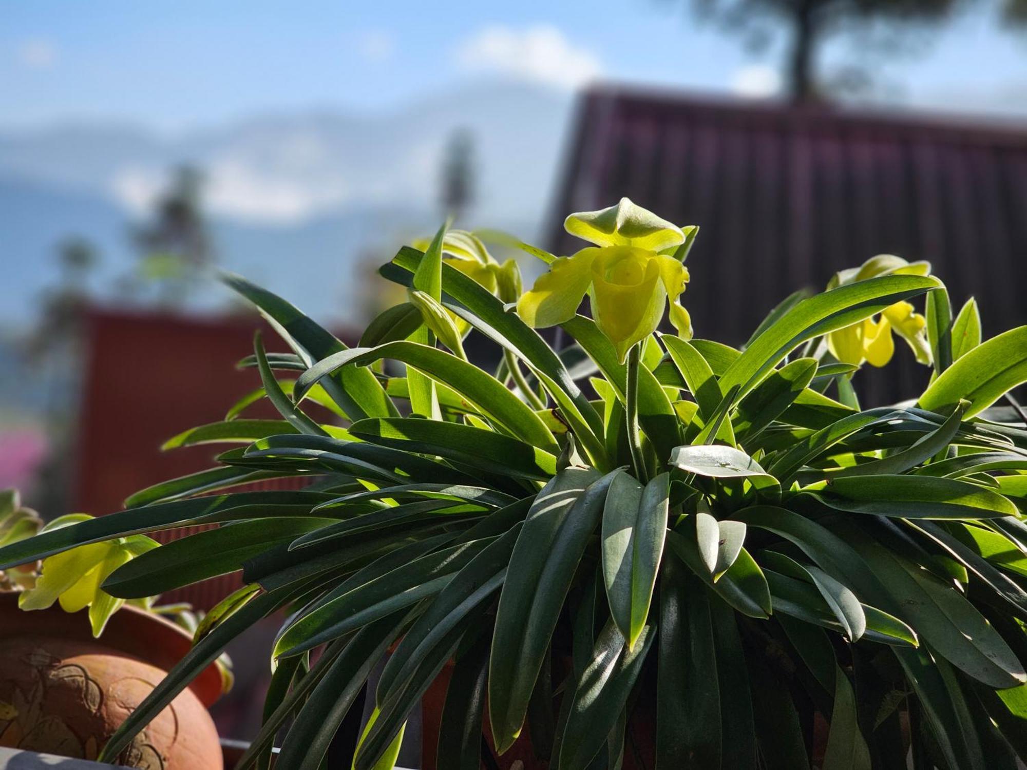 Dang Khoa Garden Inn Homestay ซาปา ภายนอก รูปภาพ