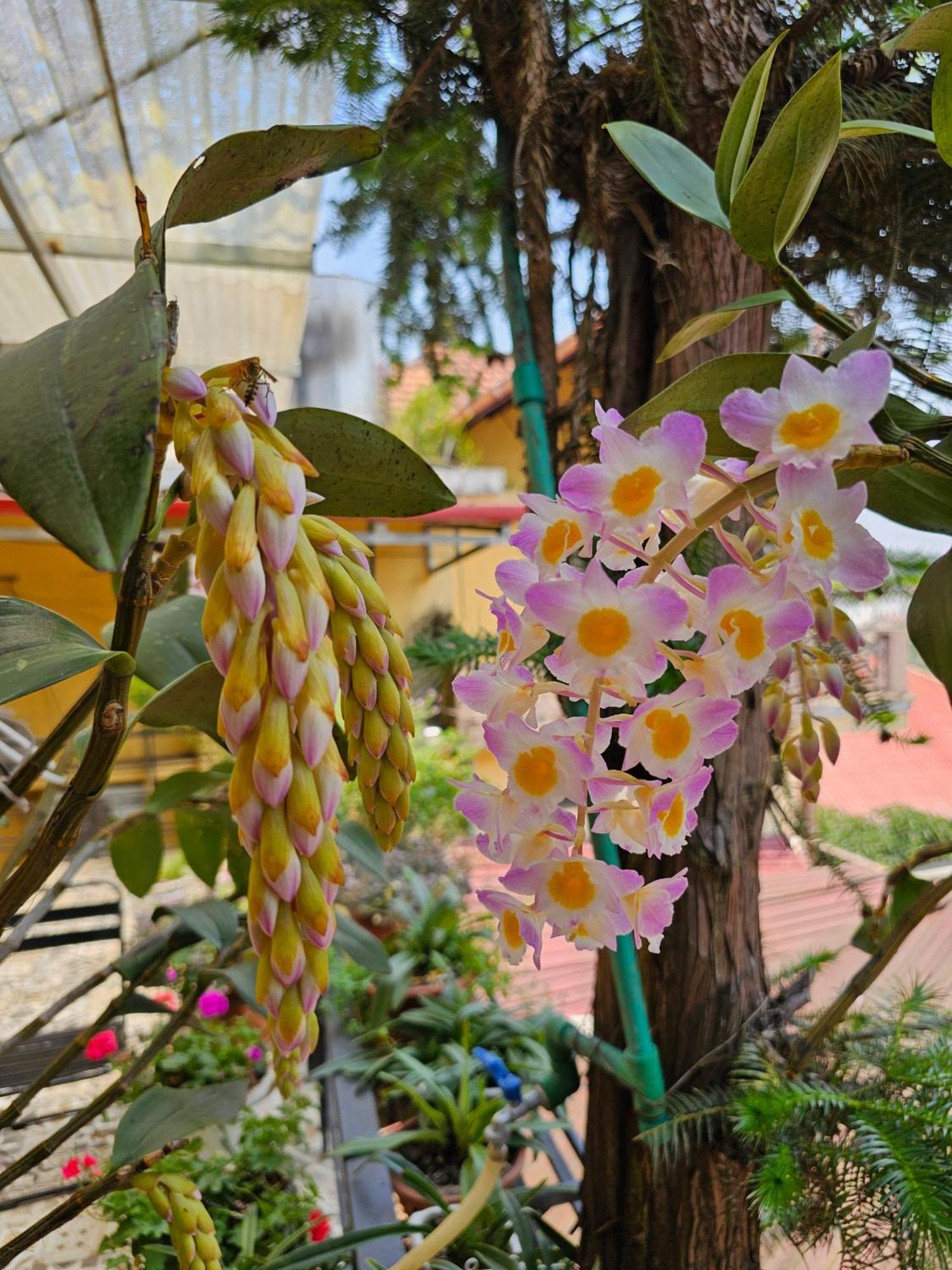 Dang Khoa Garden Inn Homestay ซาปา ภายนอก รูปภาพ
