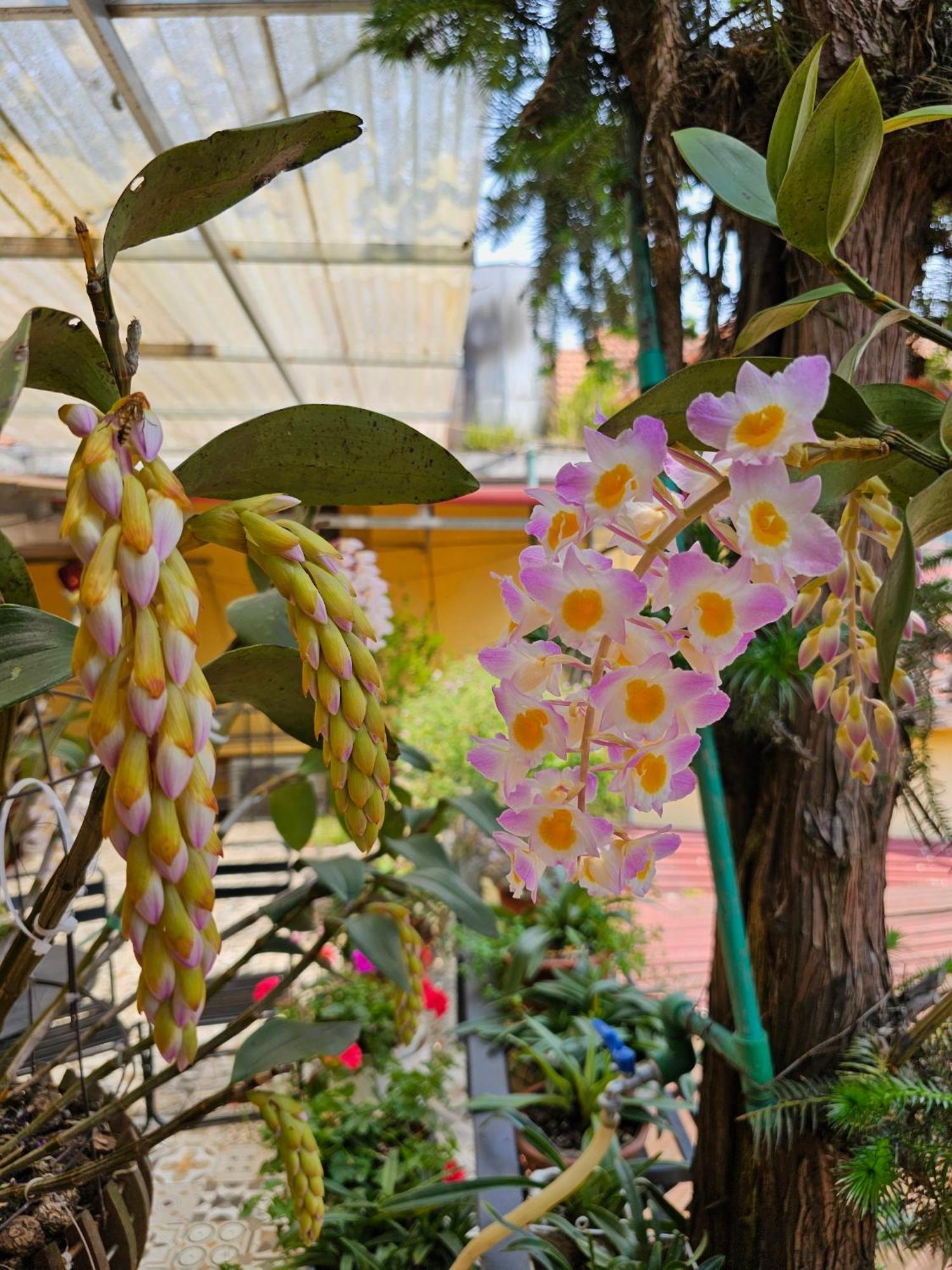 Dang Khoa Garden Inn Homestay ซาปา ภายนอก รูปภาพ
