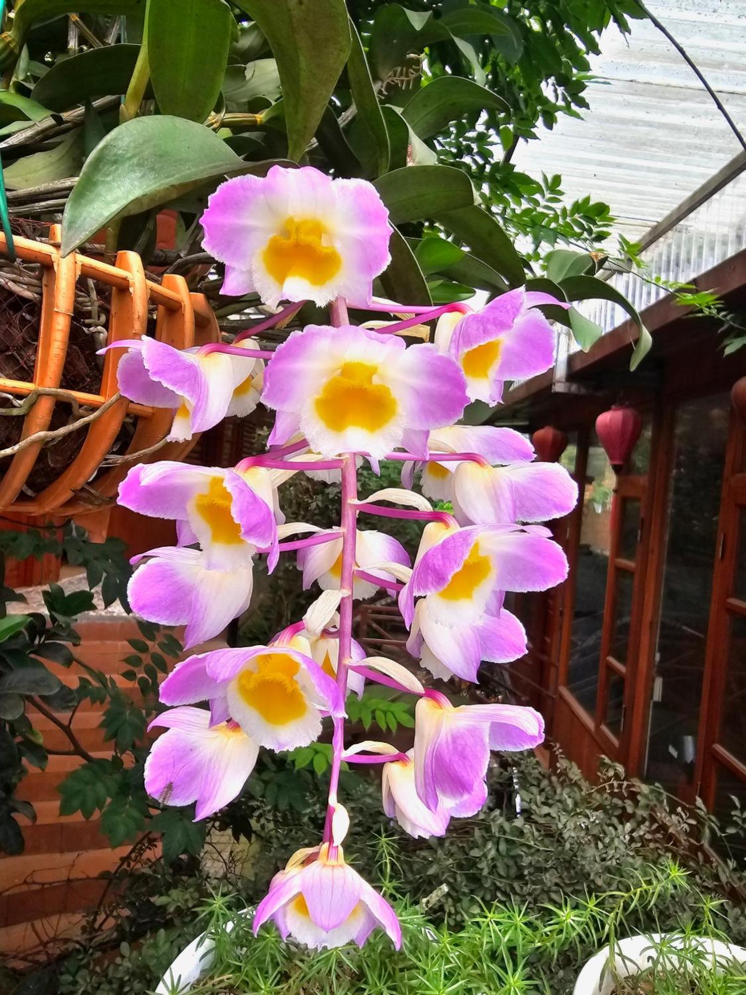 Dang Khoa Garden Inn Homestay ซาปา ภายนอก รูปภาพ