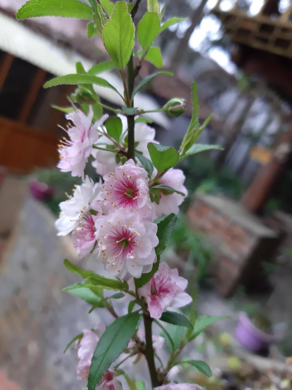 Dang Khoa Garden Inn Homestay ซาปา ภายนอก รูปภาพ
